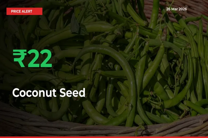 21.53% Spike in Coconut Seed Prices – Mandi Sees Sudden Rally