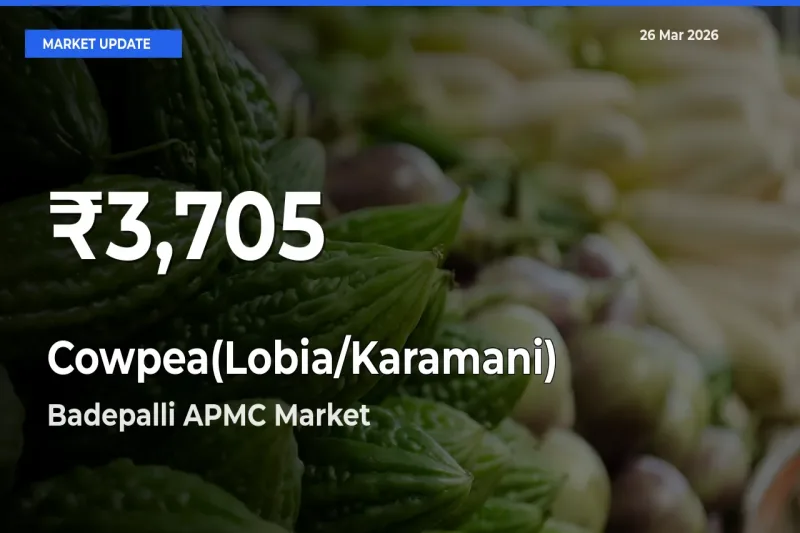 Cowpea(Lobia/Karamani) Hits 30-Day Low in Badepalli APMC