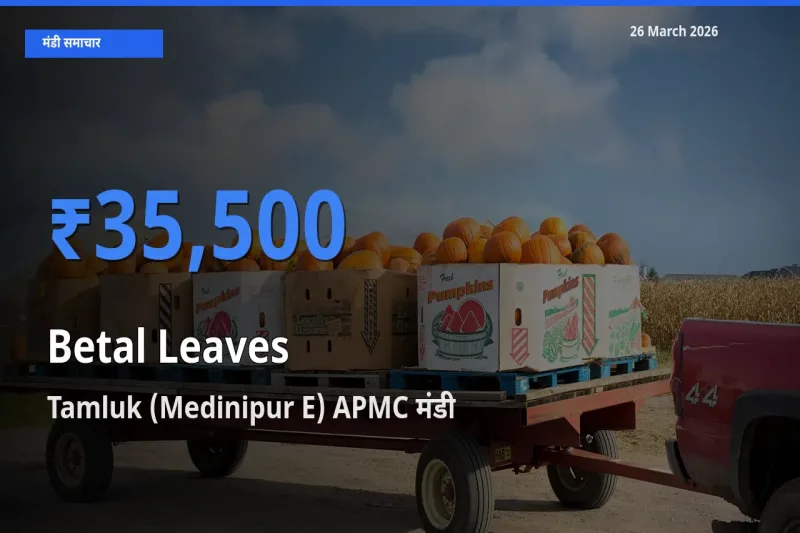 Tamluk (Medinipur E) APMC में पान के पत्ते का आज सबसे ऊँचा भाव