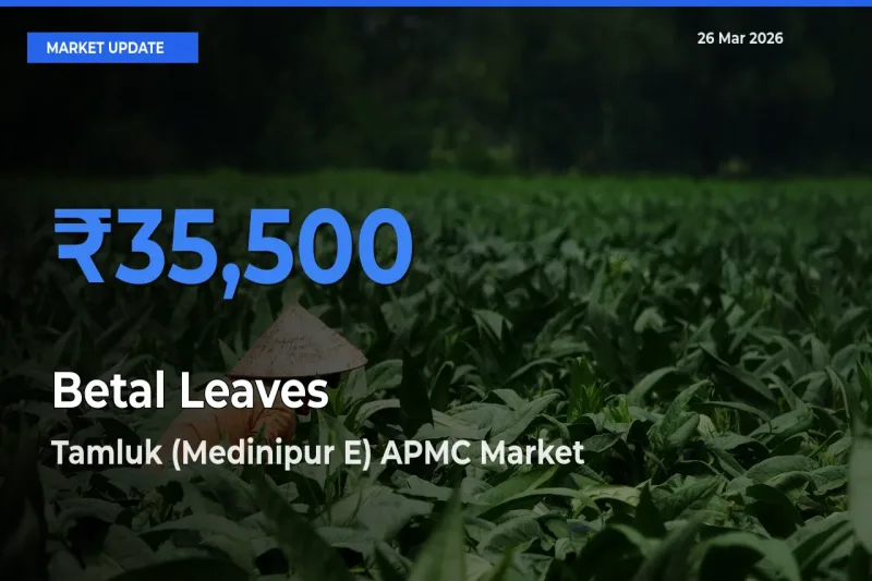 Betal Leaves Mandi Rate Today: Tamluk (Medinipur E) APMC Tops the List