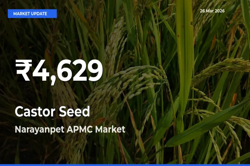 Castor Seed Falls to ₹4,629 in Narayanpet APMC – 30-Day Lowest Rate
