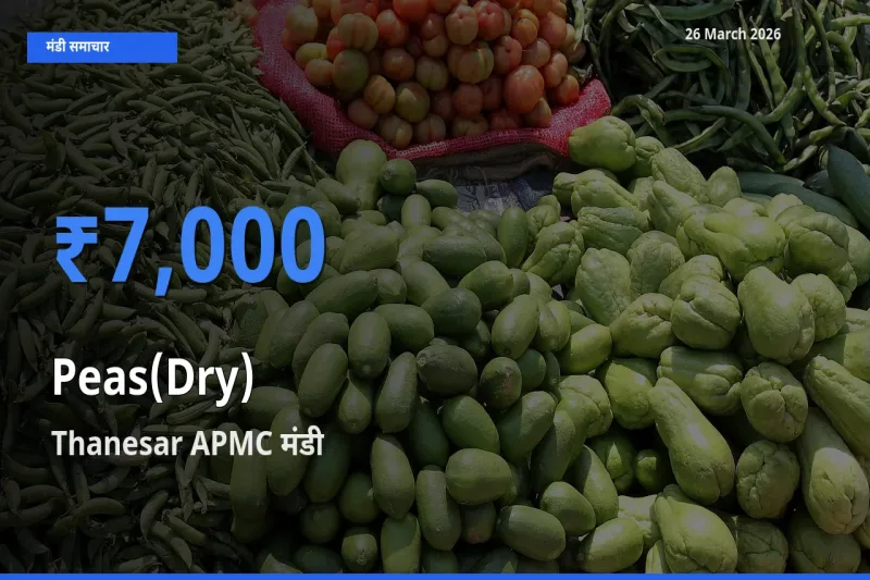 आज सूखी मटर के सबसे ऊँचे दाम ₹7,000 Thanesar APMC मंडी में