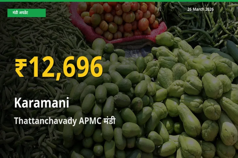 आज Thattanchavady APMC में लोबिया के दाम रिकॉर्ड स्तर पर, ताज़ा मंडी भाव जानें