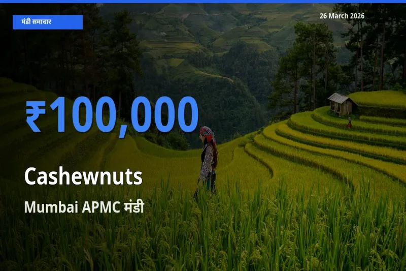 आज काजू के सबसे ऊँचे दाम ₹100,000 Mumbai APMC मंडी में