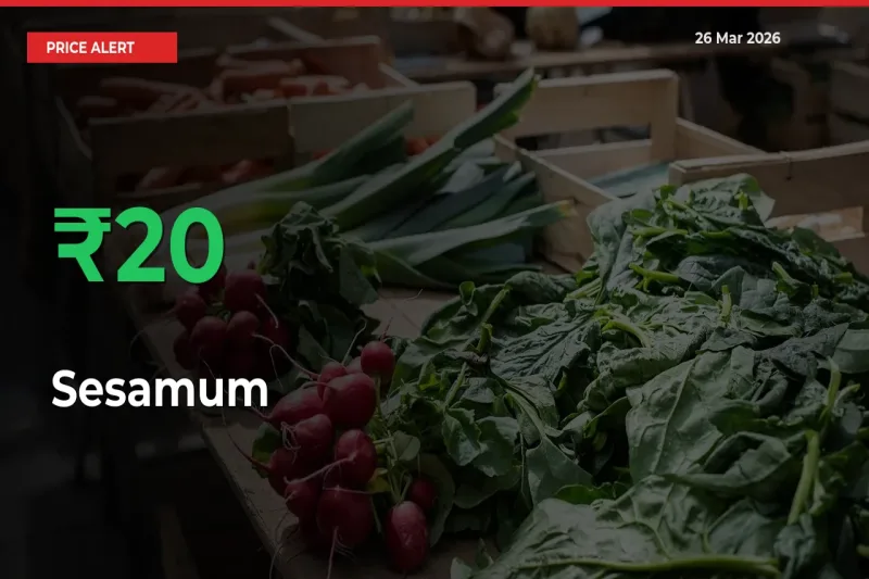 Sharp Jump! Sesamum Prices Climb 20.1% in 24 Hours at Key Mandis