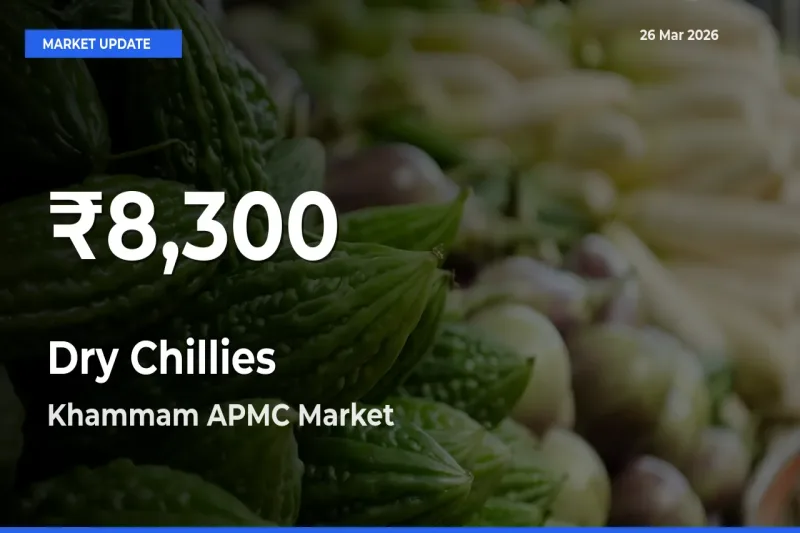 Dry Chillies Falls to ₹8,300 in Khammam APMC – 30-Day Lowest Rate