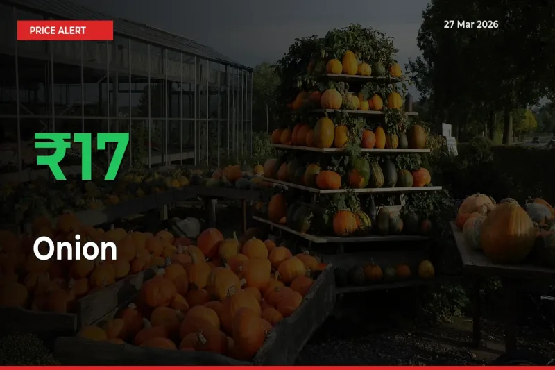 Sharp Jump! Onion Prices Climb 16.64% in 24 Hours at Key Mandis