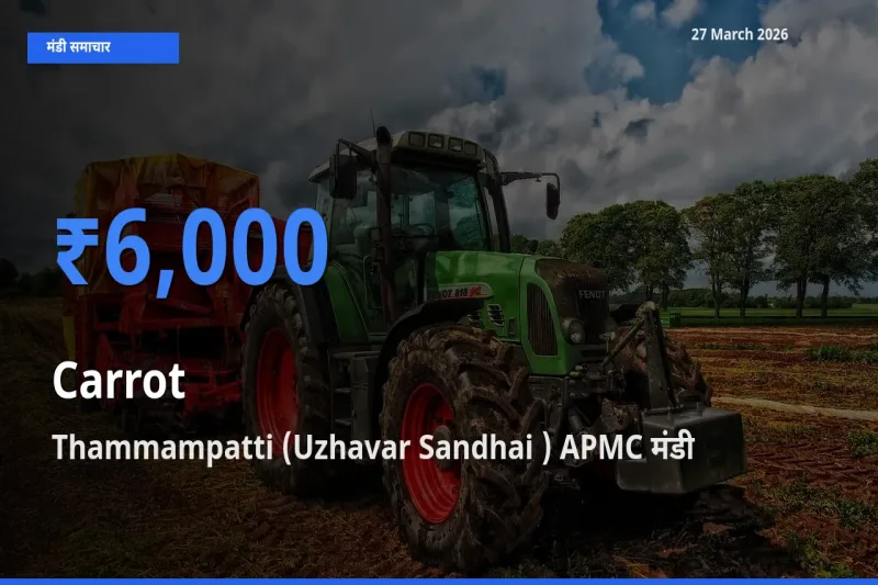 आज का मंडी भाव: गाजर के सबसे ज़्यादा दाम Thammampatti (Uzhavar Sandhai ) APMC में