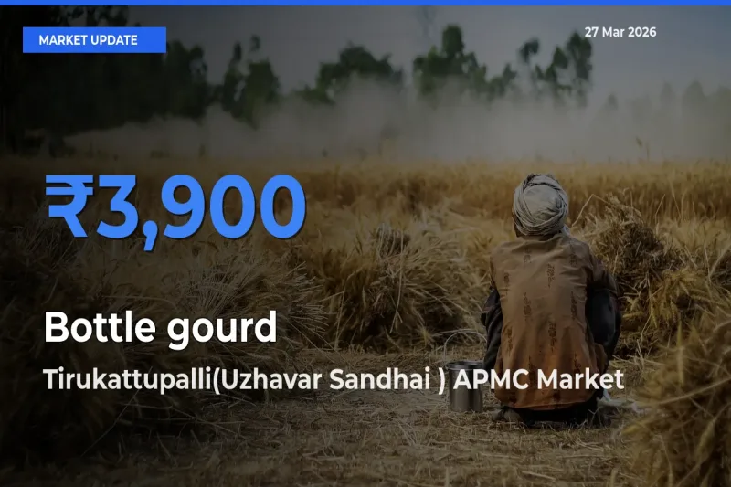 Tirukattupalli(Uzhavar Sandhai ) APMC Offers ₹3,900 – Highest Bottle gourd Rate Today
