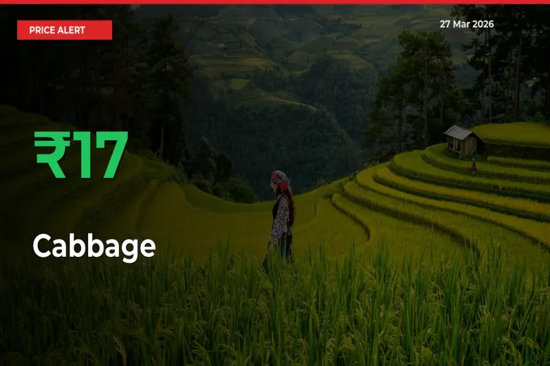 Big Rally! Cabbage Climbs 16.85% in 24 Hours at Top Mandis