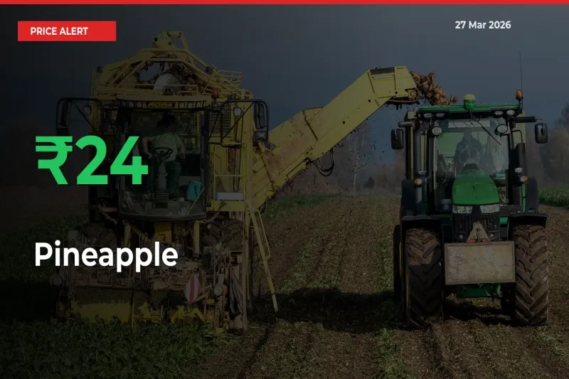 Sharp Jump! Pineapple Prices Climb 23.59% in 24 Hours at Key Mandis