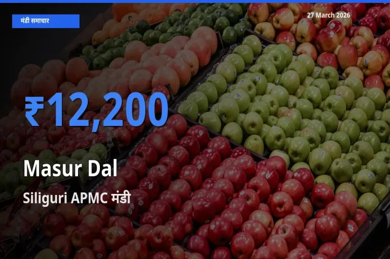 टॉप मंडी बना Siliguri APMC! मसूर दाल के सबसे ऊँचे दाम यहीं दर्ज