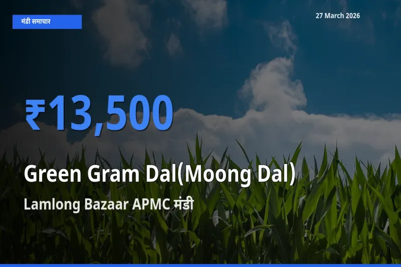 Lamlong Bazaar APMC मंडी में मूंग दाल ₹13,500 पर पहुँचा – आज का सर्वोच्च भाव