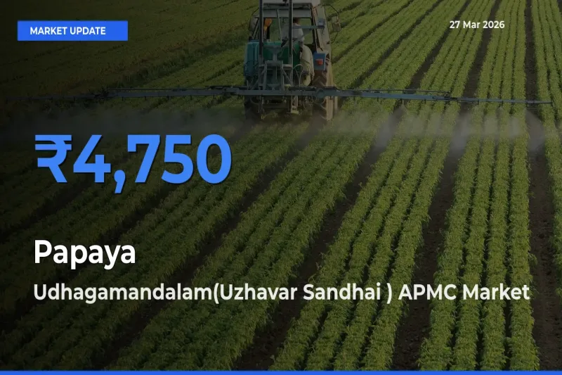 Udhagamandalam(Uzhavar Sandhai ) APMC Records Highest ₹4,750 Rate for Papaya