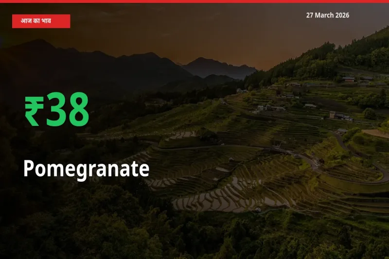 अनार 37.88% उछला, मंडी