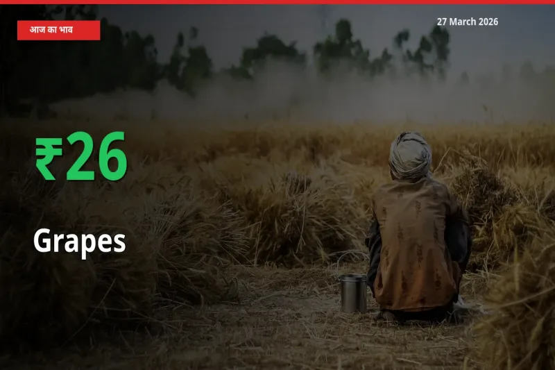 तेज़ तेजी! मंडी में अंगूर के दाम 26.28% चढ़े