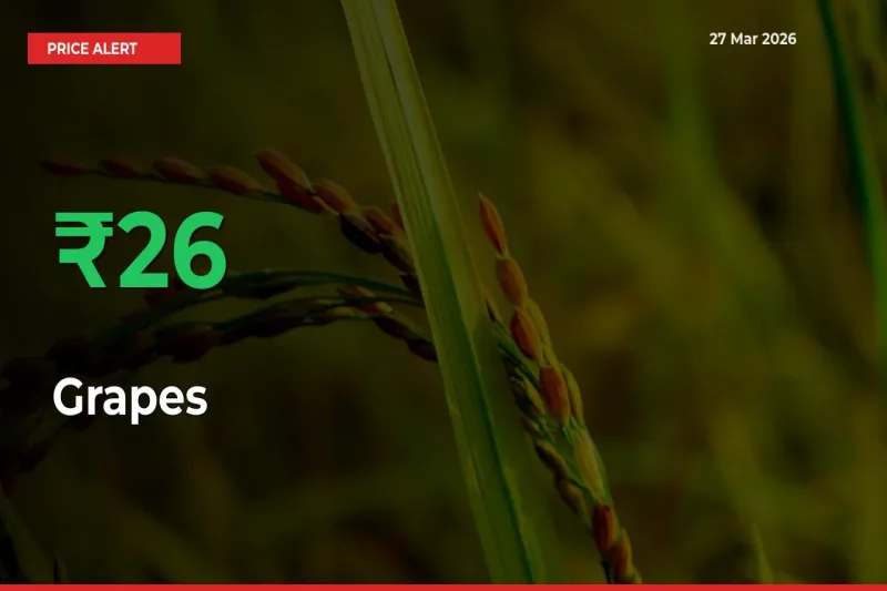 26.28% Spike in Grapes Prices – Mandi Sees Sudden Rally