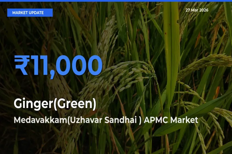 Medavakkam(Uzhavar Sandhai ) APMC Emerges as Top Mandi for Ginger(Green) Prices Today