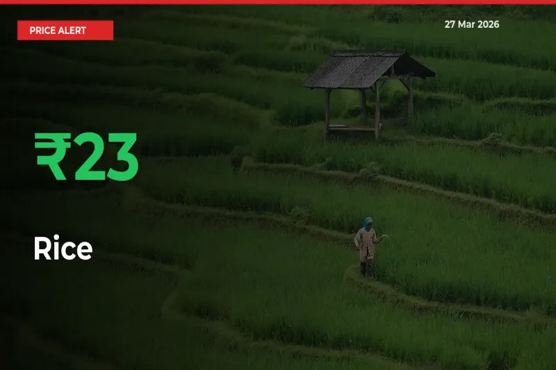 Big Rally! Rice Climbs 22.78% in 24 Hours at Top Mandis