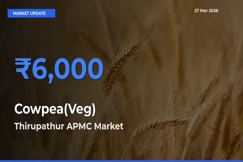 Thirupathur APMC Offers ₹6,000 – Highest Cowpea(Veg) Rate Today