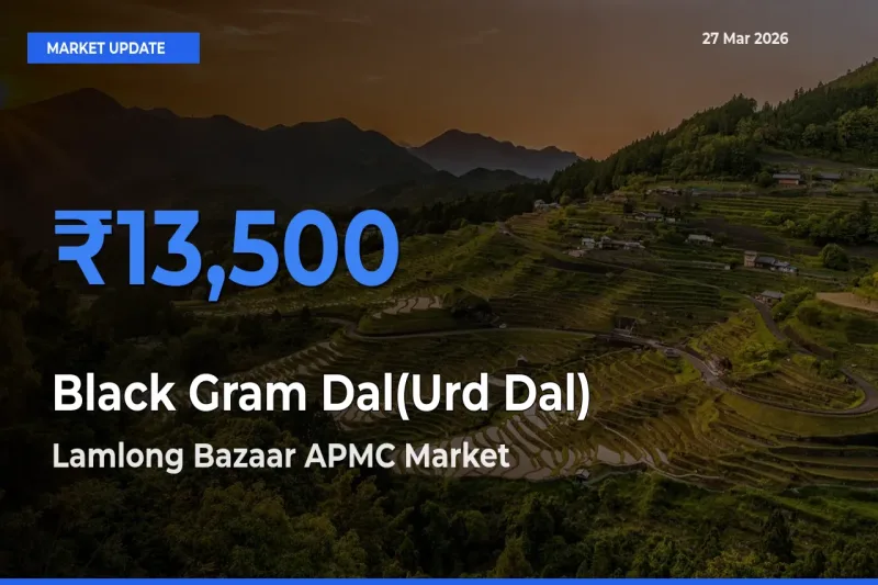 Lamlong Bazaar APMC Records Highest ₹13,500 Rate for Black Gram Dal(Urd Dal)