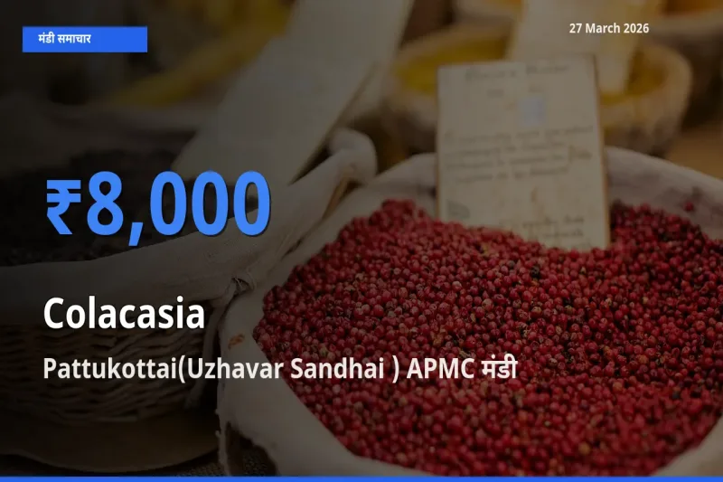 आज का मंडी भाव: अरबी के सबसे ज़्यादा दाम Pattukottai(Uzhavar Sandhai ) APMC में