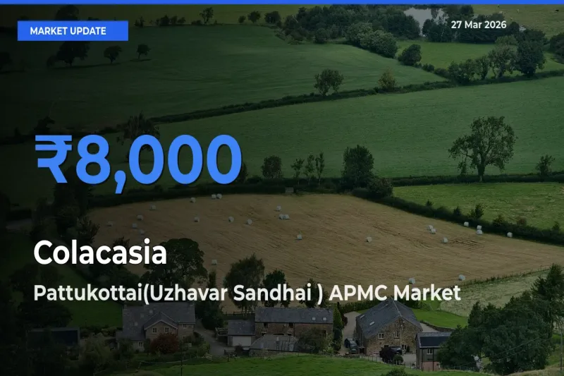 Pattukottai(Uzhavar Sandhai ) APMC Tops Colacasia Mandi Rates Today