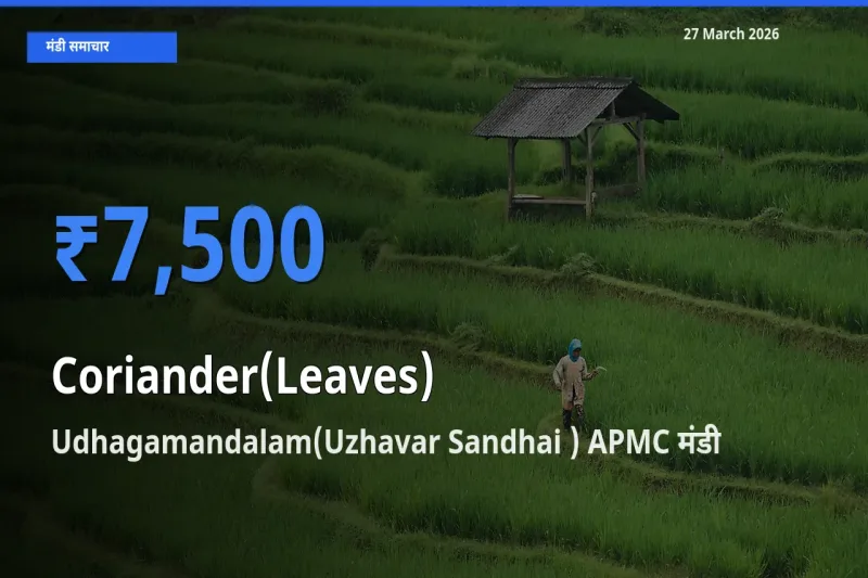 Udhagamandalam(Uzhavar Sandhai ) APMC मंडी में हरा धनिया ₹7,500 पर पहुँचा – आज का सर्वोच्च भाव