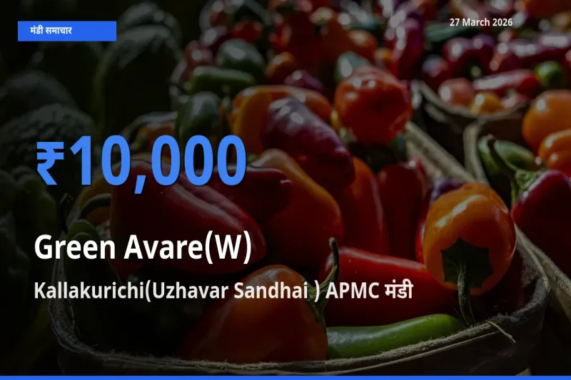 किसानों की पसंद बना Kallakurichi(Uzhavar Sandhai ) APMC, हरी सेम के सबसे अच्छे दाम