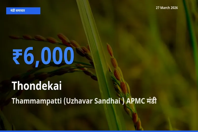 किसानों की पसंद बना Thammampatti (Uzhavar Sandhai ) APMC, कुंदरू के सबसे अच्छे दाम