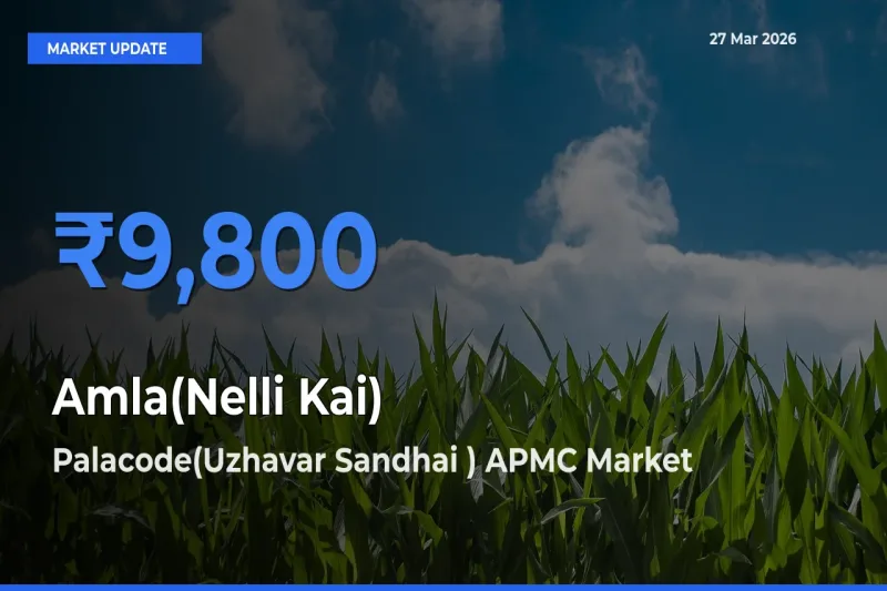Amla(Nelli Kai) Mandi Rate Today: Palacode(Uzhavar Sandhai ) APMC Tops the List