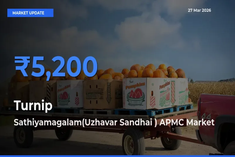 Sathiyamagalam(Uzhavar Sandhai ) APMC Tops Turnip Rates – March 27 Market Update