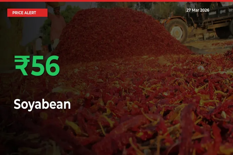 Soyabean Rises 55.99% at Mandis