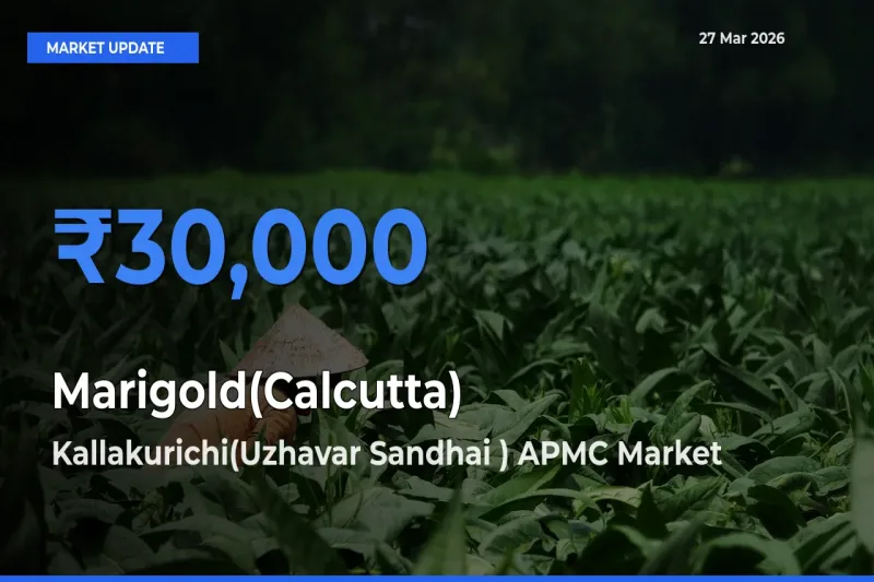 Kallakurichi(Uzhavar Sandhai ) APMC Tops Marigold(Calcutta) Rates – March 27 Market Update
