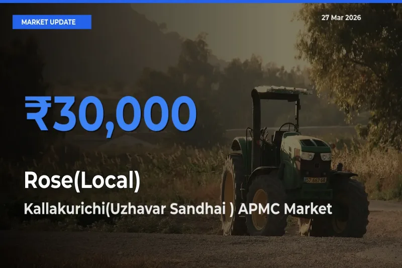 Kallakurichi(Uzhavar Sandhai ) APMC Tops Rose(Local) Rates – March 27 Market Update