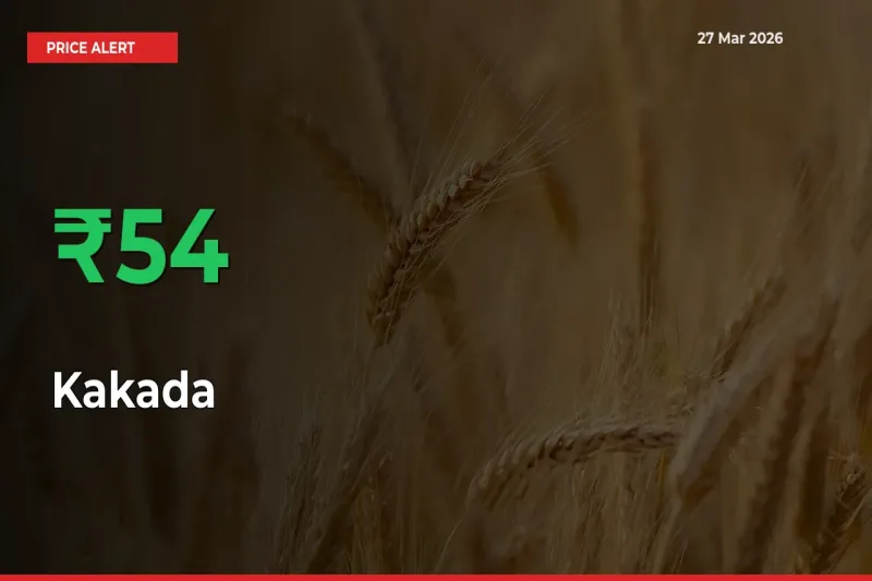 Kakada Rises 54.41% at Mandis