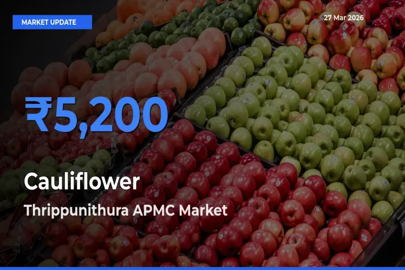 Cauliflower Mandi Rate Today: Thrippunithura APMC Tops the List