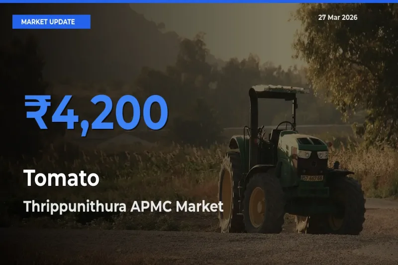 Tomato Mandi Rate Today: Thrippunithura APMC Tops the List