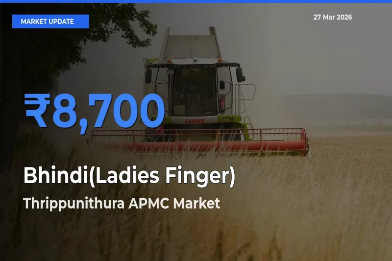 Farmers Prefer Thrippunithura APMC as Bhindi(Ladies Finger) Hits Highest Rate