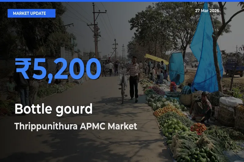 Thrippunithura APMC Records Highest ₹5,200 Rate for Bottle gourd
