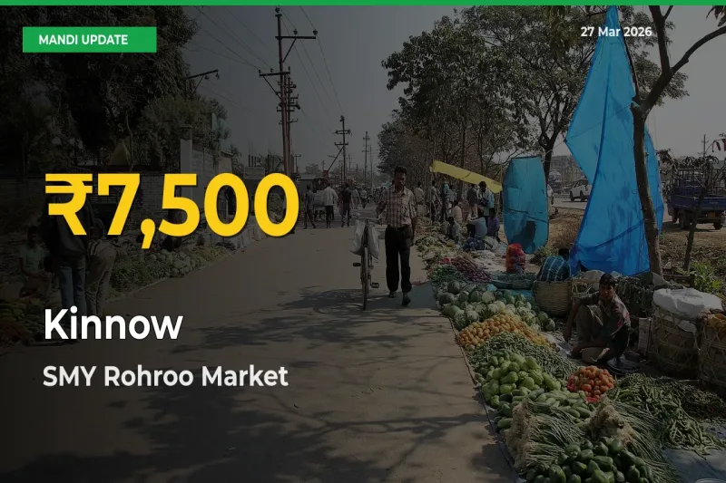 Kinnow Hits Fresh High in SMY Rohroo Today