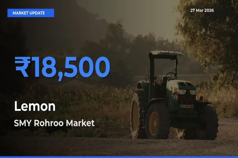 Top Performer! SMY Rohroo Offers Best Lemon Price Today