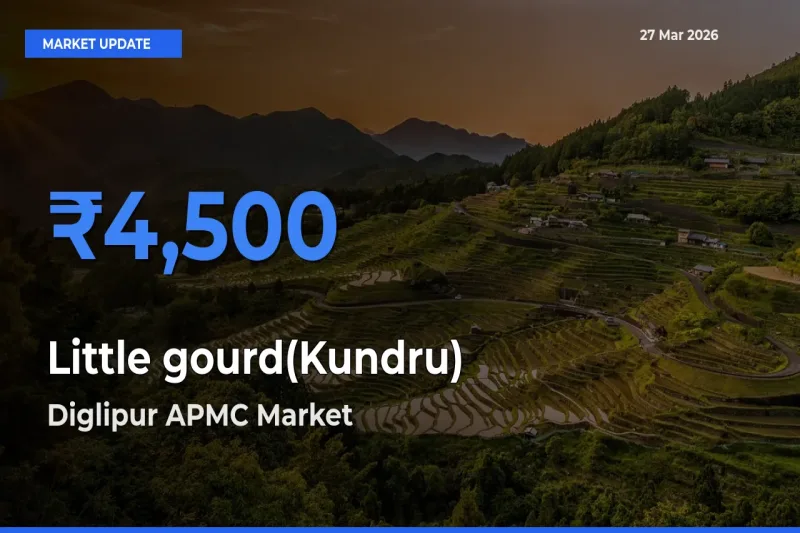 Farmers Prefer Diglipur APMC as Little gourd(Kundru) Hits Highest Rate