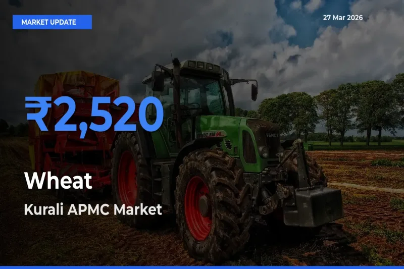 Kurali APMC Offers ₹2,520 – Highest Wheat Rate Today