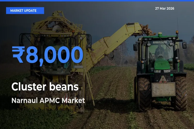 Narnaul APMC Records Highest ₹8,000 Rate for Cluster beans