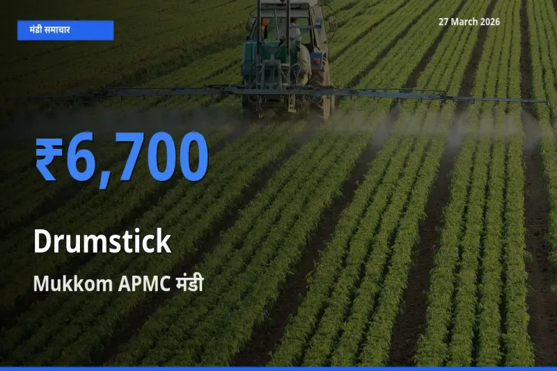 आज सहजन (मुनगा) के सबसे ऊँचे दाम ₹6,700 Mukkom APMC मंडी में
