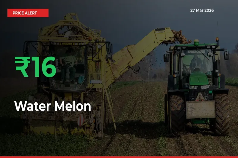 Why Water Melon Prices Rose 16.25% in a Day at Mandis
