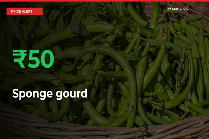 This Mandi Records 49.81% Jump in Sponge gourd Prices