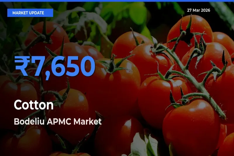 Bodeliu APMC Offers ₹7,650 – Highest Cotton Rate Today