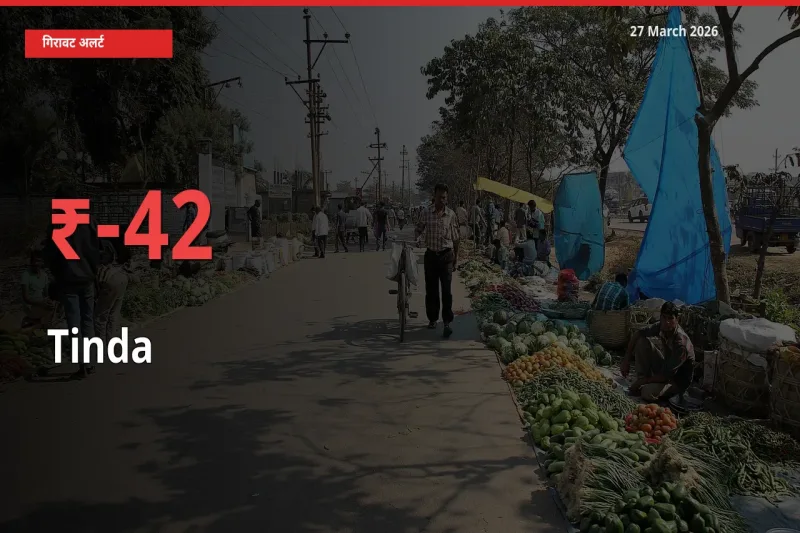 अचानक झटका! मंडी में टिंडा के दाम 41.9% टूटे